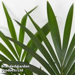 Almost Unkillable Houseplant Mixed Pot Collection -Tulip Bloom MIXD UNKILLMXDP T439991