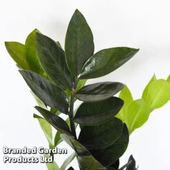 Almost Unkillable Houseplant Mixed Pot Collection -Tulip Bloom MIXD UNKILLMXDP T440001