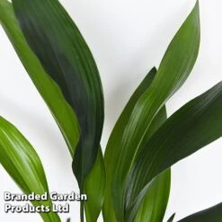 Almost Unkillable Houseplant Mixed Pot Collection -Tulip Bloom MIXD UNKILLMXDP T44002