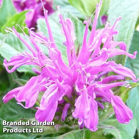 Monarda Didyma 'Balmy Lilac' 1 Monarda Didyma 'Balmy Lilac'
