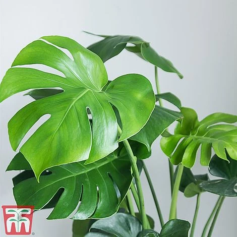 Monstera Deliciosa 2 Monstera Deliciosa - Image 2