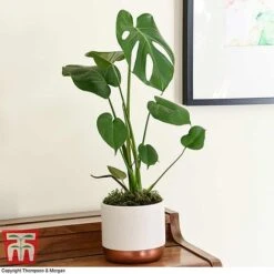 House Plant Urban Jungle Collection 9 House Plant Urban Jungle Collection -Tulip Bloom MONS TKA2925 D2