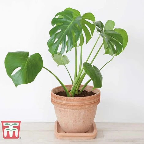 Monstera Deliciosa 1 Monstera Deliciosa