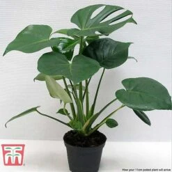 Monstera Deliciosa 19 Monstera Deliciosa -Tulip Bloom MONS TKA2925 F