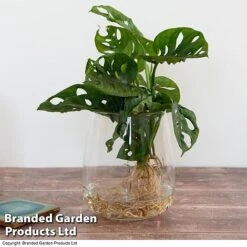 Monstera Adansonii In Kingston Vase