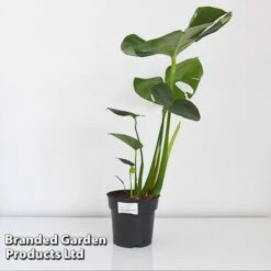 Monstera Deliciosa 14 Monstera Deliciosa -Tulip Bloom MONS DELIC17CM T43809
