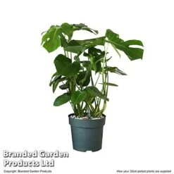 Monstera Deliciosa In Hydro Pot -Tulip Bloom MONS DELIC30CM T506331