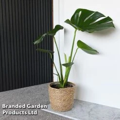 Monstera Deliciosa 15 Monstera Deliciosa -Tulip Bloom MONS DELICIOSA T43810
