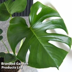 Monstera Deliciosa 16 Monstera Deliciosa -Tulip Bloom MONS DELICIOSA T43812