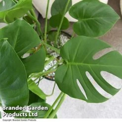 Monstera Deliciosa In Hydro Pot -Tulip Bloom MONS DELICIOSA T50613