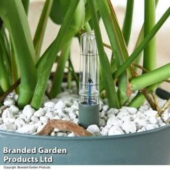 Monstera Deliciosa In Hydro Pot -Tulip Bloom MONS DELICIOSA T50615