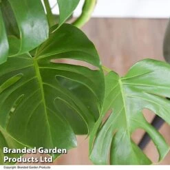 Monstera Deliciosa In Hydro Pot -Tulip Bloom MONS DELICIOSA T50752