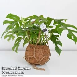 Monstera Minima In Kokodama Hanging Pot -Tulip Bloom MONS KOKOD17CM T43827