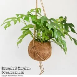 Monstera Minima In Kokodama Hanging Pot -Tulip Bloom MONS KOKODAMA T43829