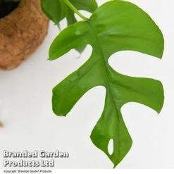 Monstera Minima In Kokodama Hanging Pot -Tulip Bloom MONS KOKODAMA T43832