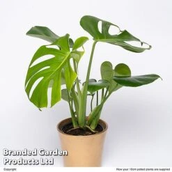 Monstera Deliciosa 'Tauerii'