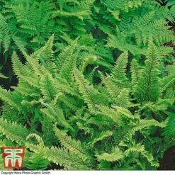 Polystichum Polyblepharum