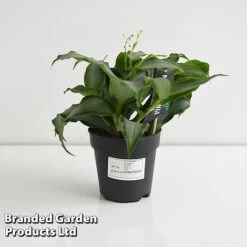 Murdannia Loriformis 'Bright Star' 9 Murdannia Loriformis 'Bright Star' -Tulip Bloom MURD BRIGH12CM T44583