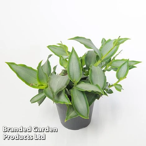 Murdannia Loriformis 'Bright Star' 4 Murdannia Loriformis 'Bright Star' - Image 4