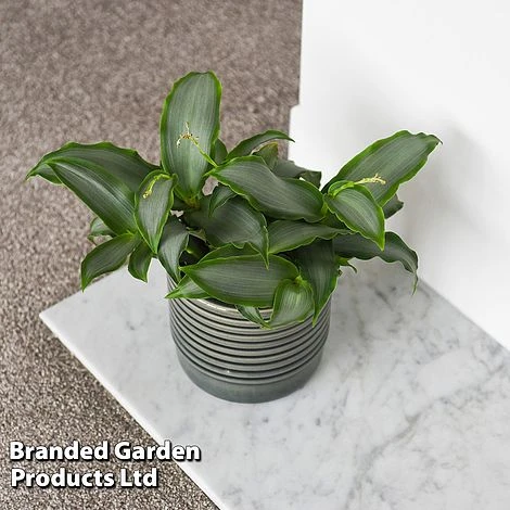 Murdannia Loriformis 'Bright Star' 2 Murdannia Loriformis 'Bright Star' - Image 2