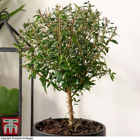 Myrtus Communis On Stem 2 Myrtus Communis On Stem - Image 2