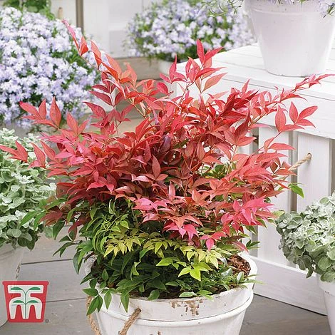 Nandina Domestica 'Obsessed' 1 Nandina Domestica 'Obsessed'
