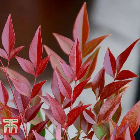 Nandina Domestica 'Obsessed' 2 Nandina Domestica 'Obsessed' - Image 2