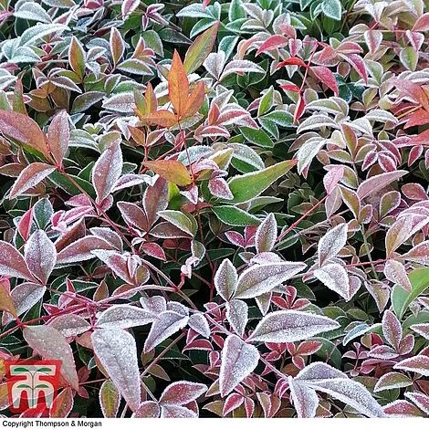 Nandina Domestica 'Obsessed' 3 Nandina Domestica 'Obsessed' - Image 3