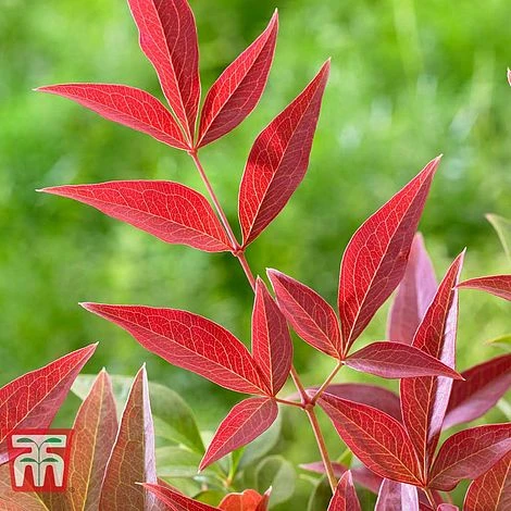 Nandina Domestica 'Obsessed' 4 Nandina Domestica 'Obsessed' - Image 4