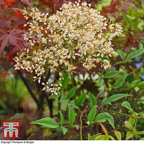 Nandina Domestica 1 Nandina Domestica