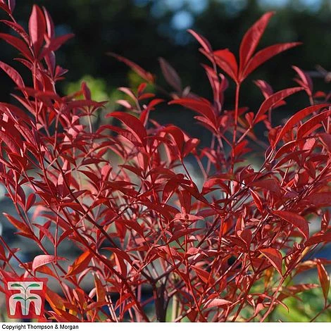 Nandina Domestica 2 Nandina Domestica - Image 2