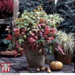 Nandina Domestica 'Fire Power'