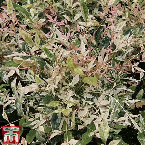 Nandina Domestica 'Twilight' 2 Nandina Domestica 'Twilight' - Image 2