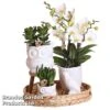 Nature White Phalaenopsis Arrangement