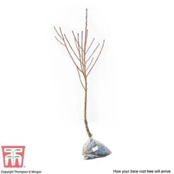 Nectarine 'Fantasia' -Tulip Bloom NECT CWW3225 C