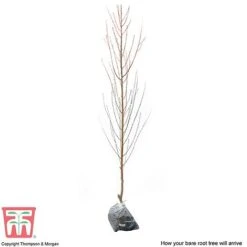 Nectarine 'Lord Napier' -Tulip Bloom NECT T71129 C