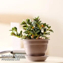 Nematanthus Gregarius -Tulip Bloom NEMA GREGARIUS W48800