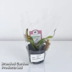 Nepenthes Alata -Tulip Bloom NEPE ALATA9CM T44355