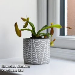 Nepenthes Alata -Tulip Bloom NEPE ALATA T44360