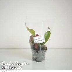 Nepenthes Hybrider 'Blood Red' -Tulip Bloom NEPE BLOODR9CM T38961