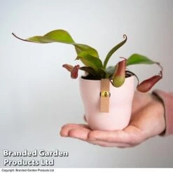 Nepenthes Hybrider 'Blood Red' -Tulip Bloom NEPE BLOODRED T38966