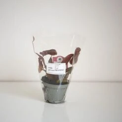 Nepenthes Sanguinea Hybrid -Tulip Bloom NEPE SANGUI9CM T38951