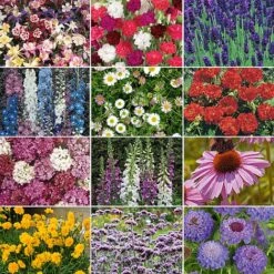 Nurserymans Choice Perennial Mix 36 Plugs + 5 Seeds -Tulip Bloom NURS WKF0172 C