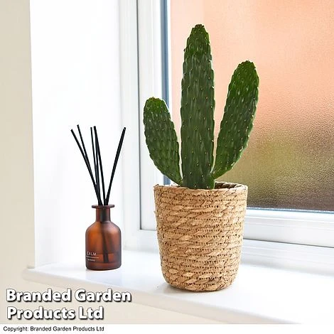 Opuntia Rubescens 'Consolea' 2 Opuntia Rubescens 'Consolea' - Image 2