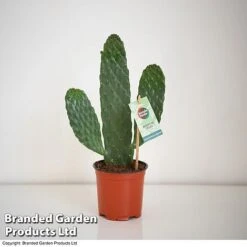 Opuntia Rubescens 'Consolea' 6 Opuntia Rubescens 'Consolea' -Tulip Bloom OPUN CONSOLEA 2