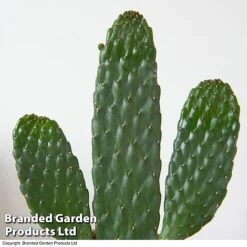 Opuntia Rubescens 'Consolea' 7 Opuntia Rubescens 'Consolea' -Tulip Bloom OPUN CONSOLEA 3