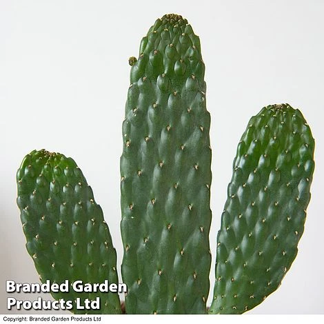 Opuntia Rubescens 'Consolea' 4 Opuntia Rubescens 'Consolea' - Image 4