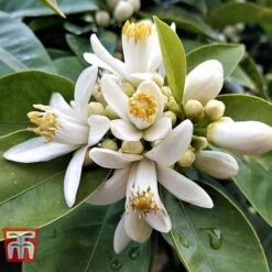 Bitter Orange -Tulip Bloom ORAN BRIG L06951W C