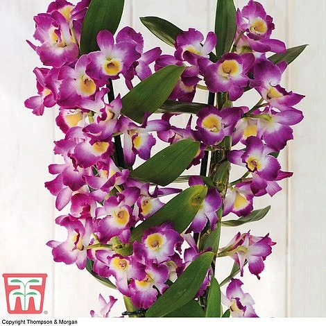 Orchid 'Star Class Lilac' - Gift 2 Orchid 'Star Class Lilac' - Gift - Image 2
