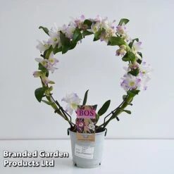 Dendrobium Nobile 'White Arch' -Tulip Bloom ORCH WHITE12CM T45160E